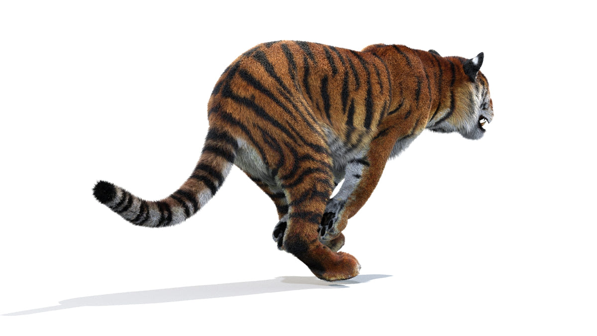 Tiger 3D Model Animated with Fur 