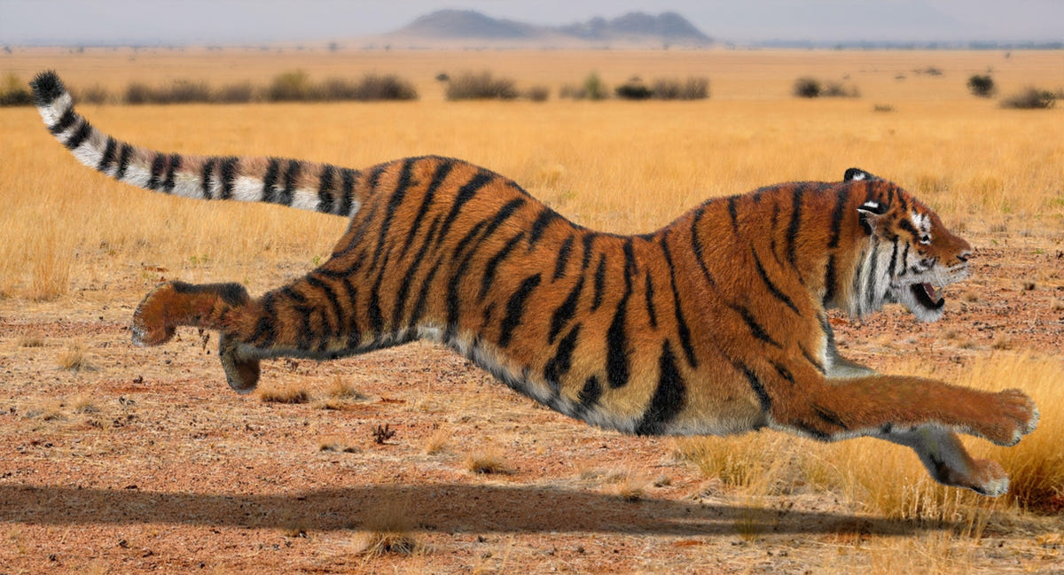 Tiger running in a desert landscape with mountains in the background