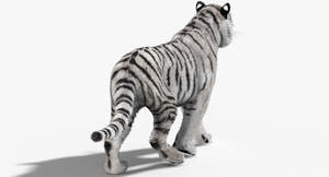 Animated Siberian Tiger 3D Model - Two Coats with Hair and Fur Thumbnail