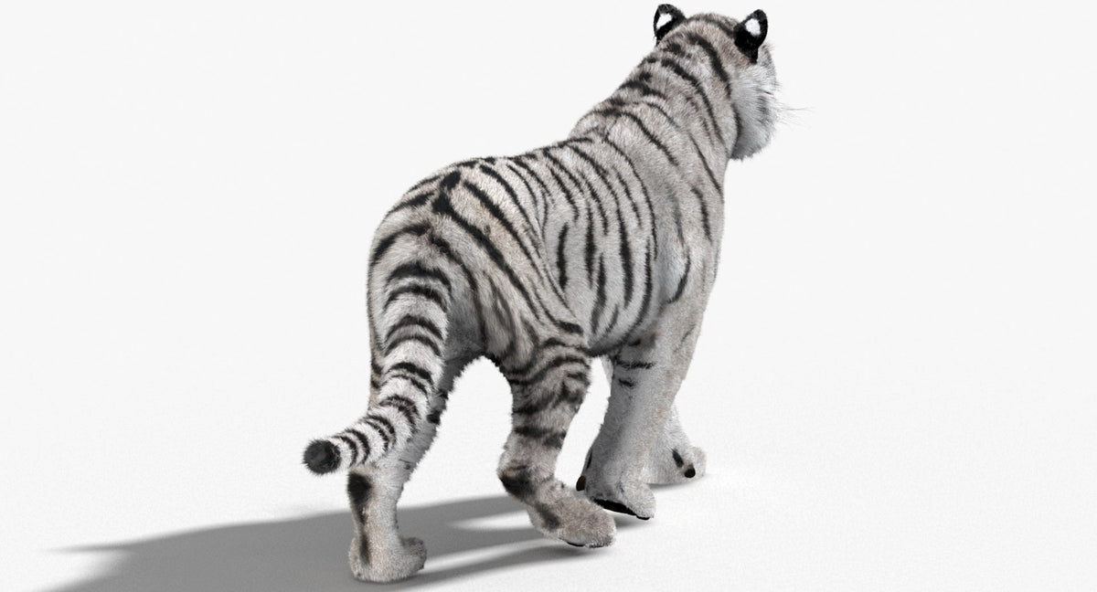 Animated Siberian Tiger 3D Model - Two Coats with Hair and Fur