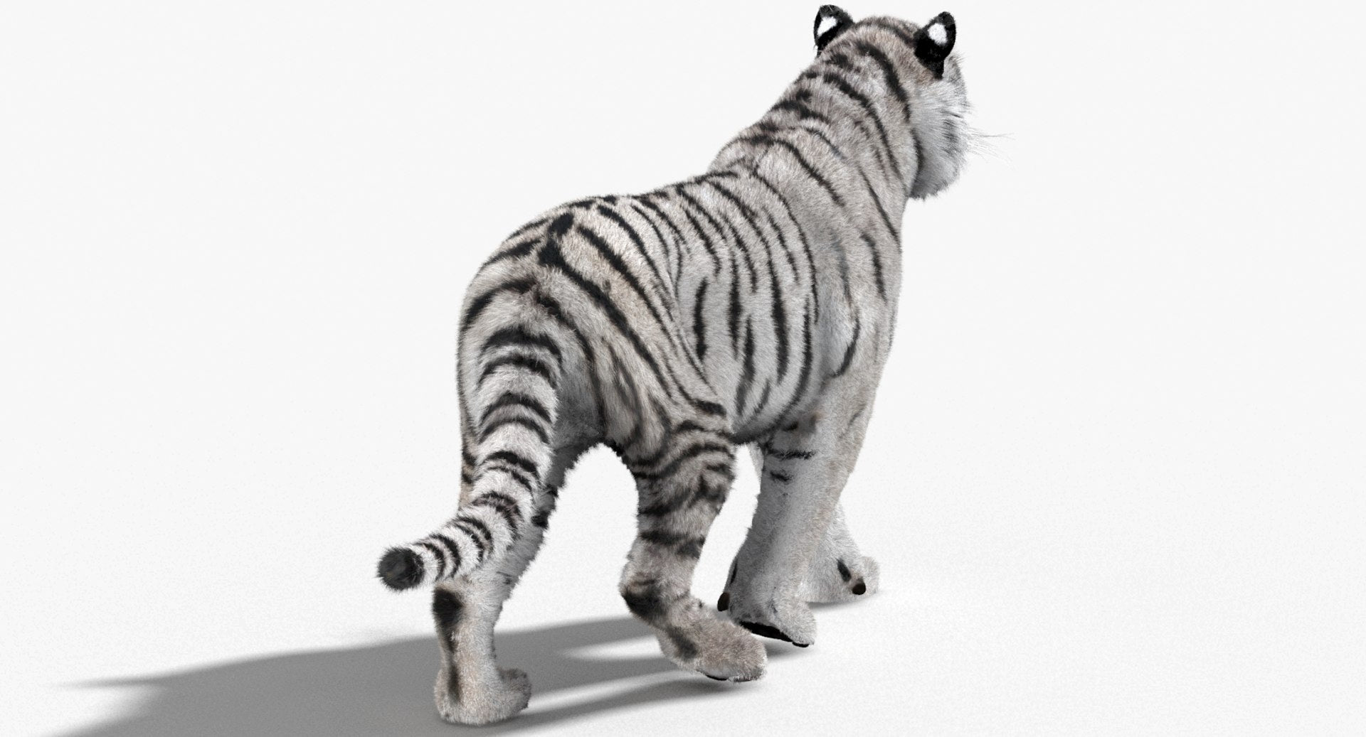 Tiger Animated 3D Model Fur Two Colors