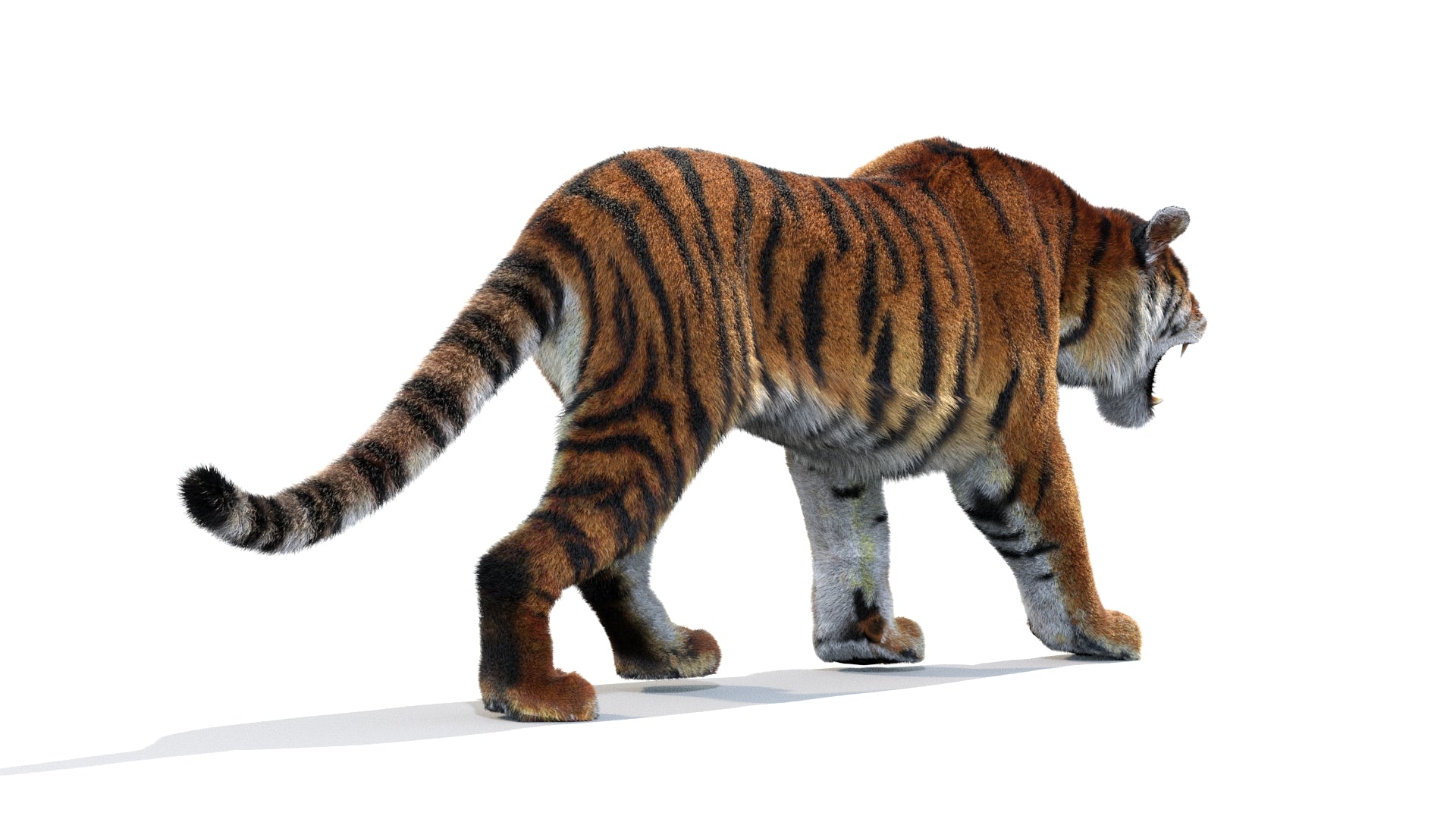Tiger walking on a white background