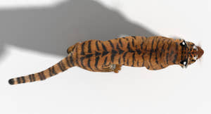 Tiger Animated 3D Model Fur Two Colors Thumbnail