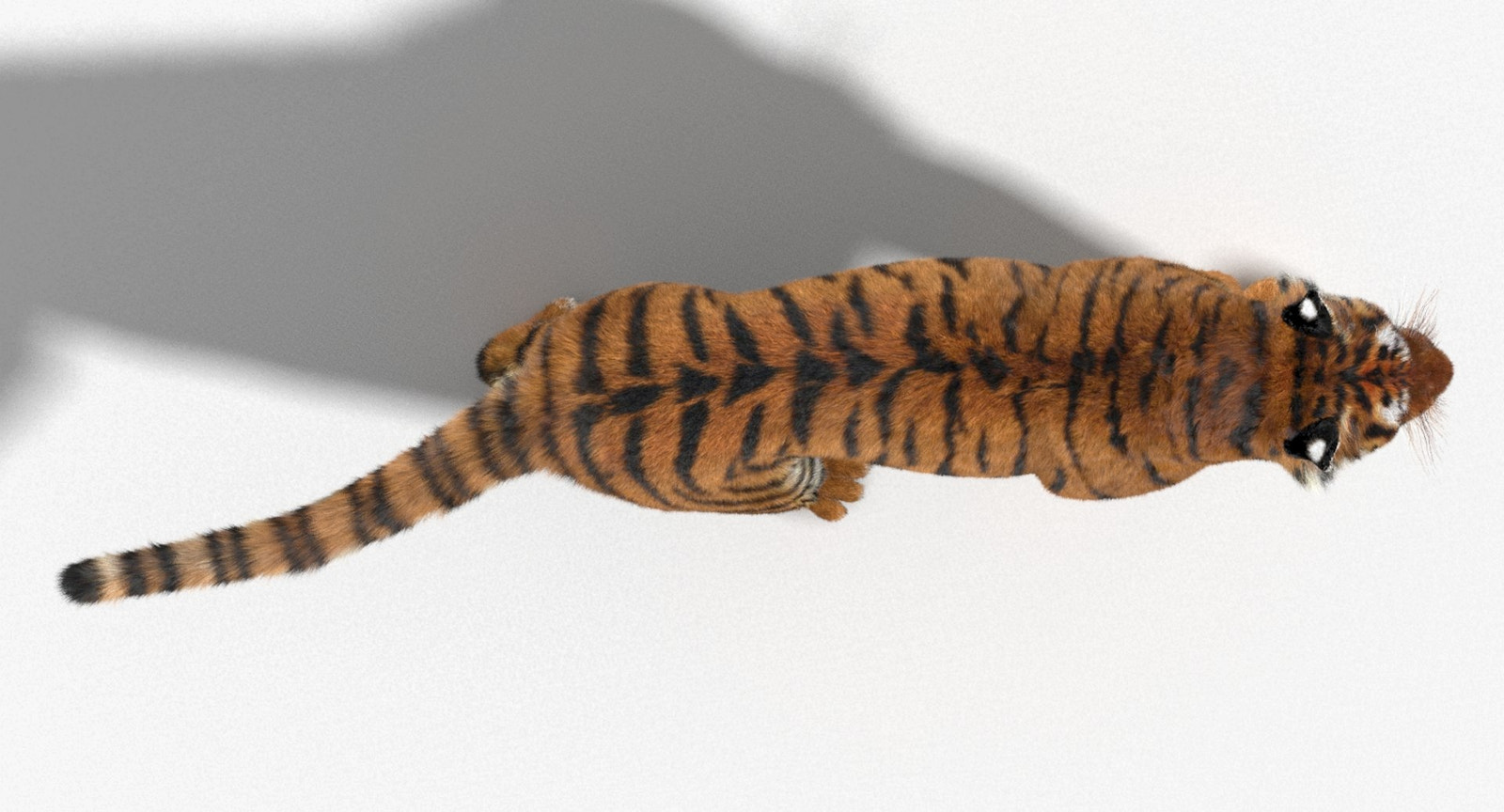 Tiger Animated 3D Model Fur Two Colors