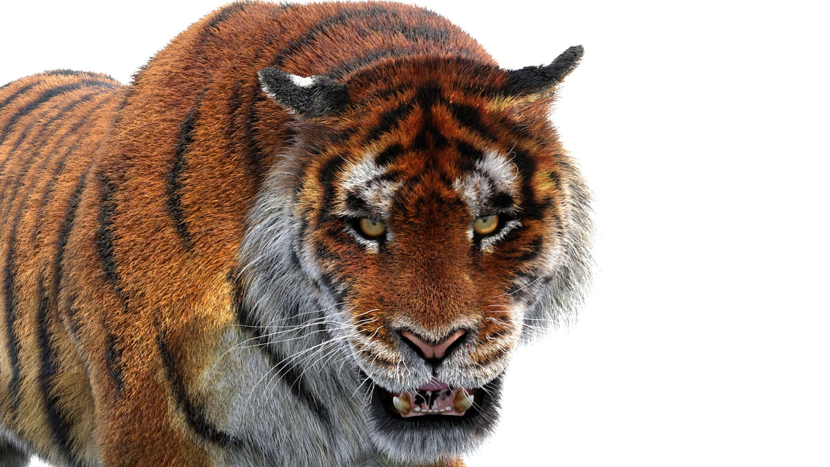 Close-up of a 3D tiger's face on a white background