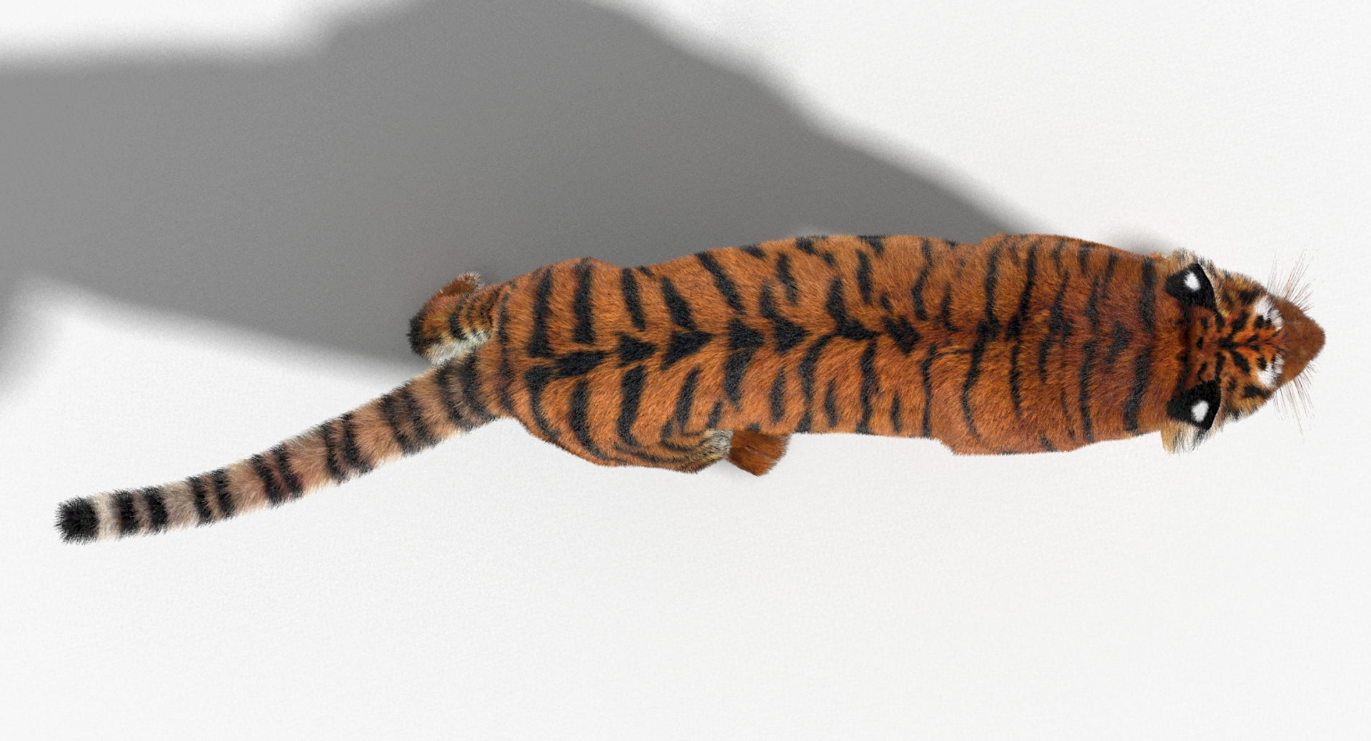 Animated Big Cats 3D Model Fur