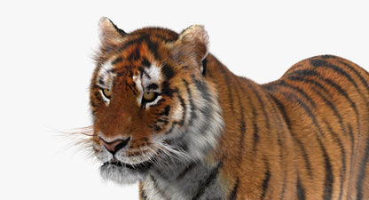 Tiger Animated 3D Model Fur Two Colors