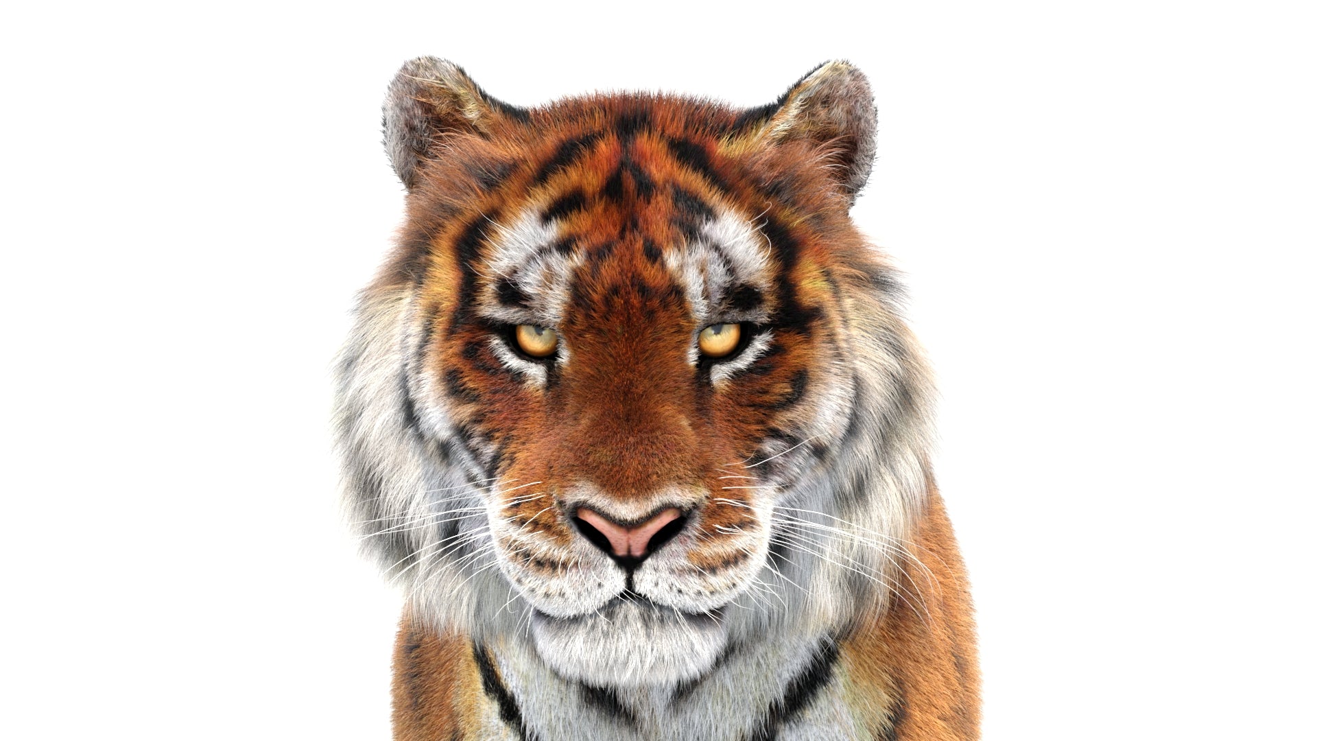 Close-up of a tiger's face on a white background