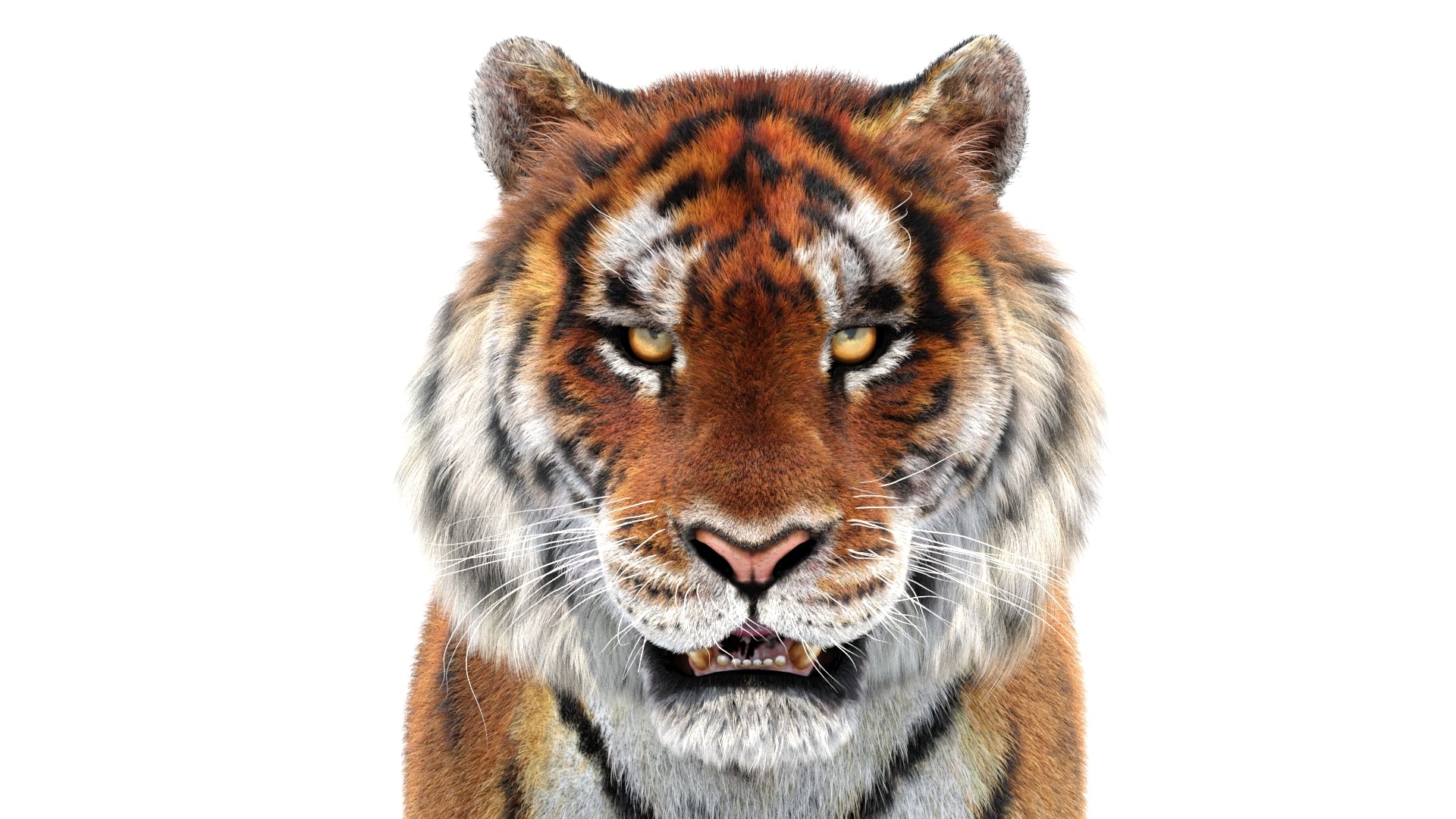 Close-up of a tiger's face on a white background