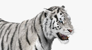 White tiger with black stripes on a white background Thumbnail