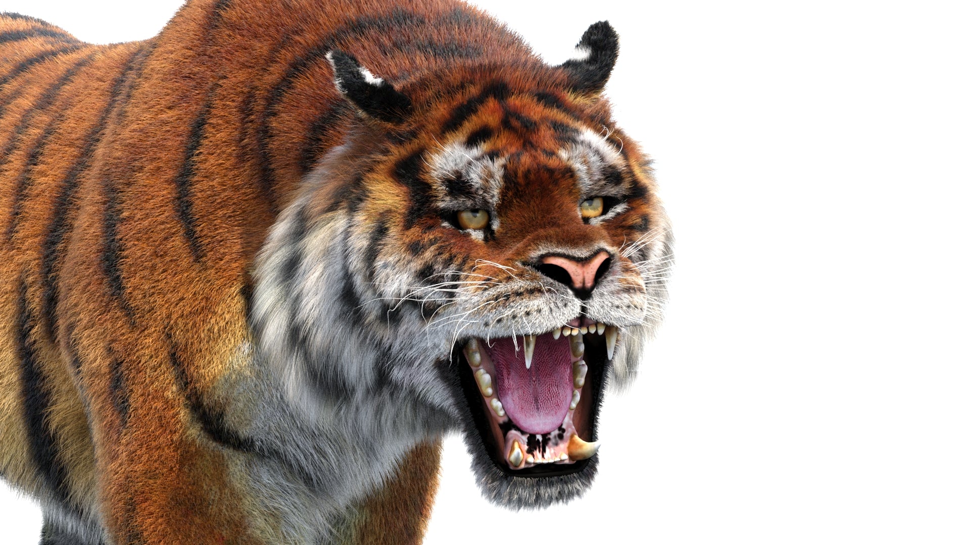 Close-up of a roaring tiger on a white background