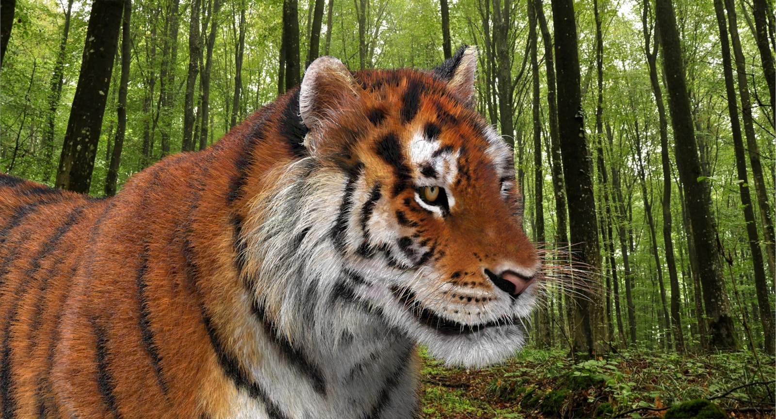 Animated Big Cats 3D Model Fur