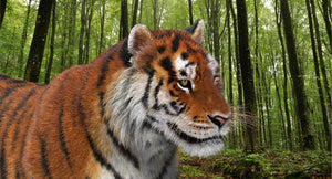 Animated Big Cats 3D Model Fur Thumbnail