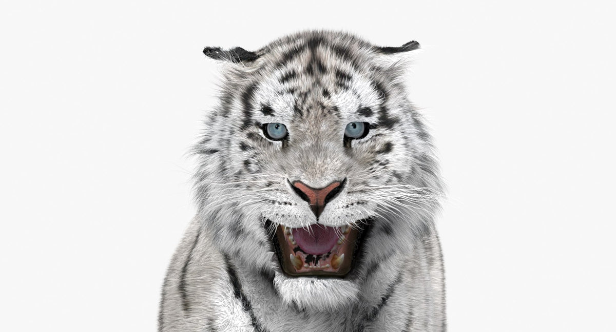 Animated Siberian Tiger 3D Model - Two Coats with Hair and Fur