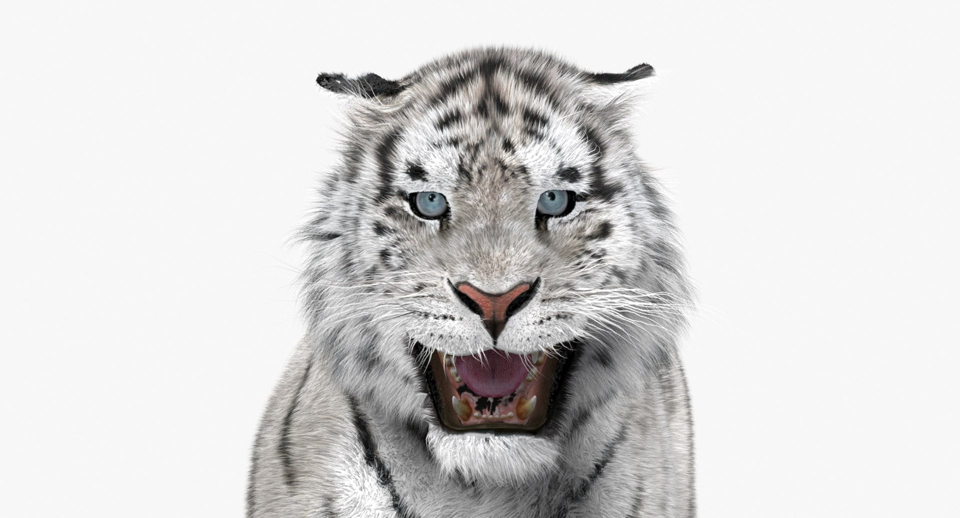 Tiger Animated 3D Model Fur Two Colors