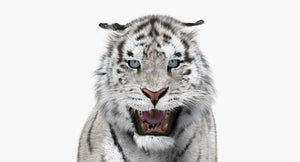 Tiger Animated 3D Model Fur Two Colors Thumbnail