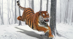 Tiger running through a snowy forest Thumbnail