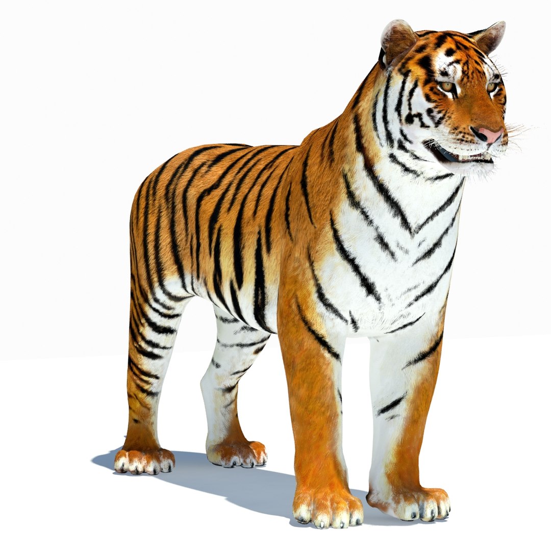 Tiger Animated 3D Model Fur Two Colors