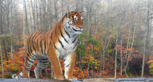 Realistic Tiger 3D Model standing on a log in a forest with autumn foliage Thumbnail