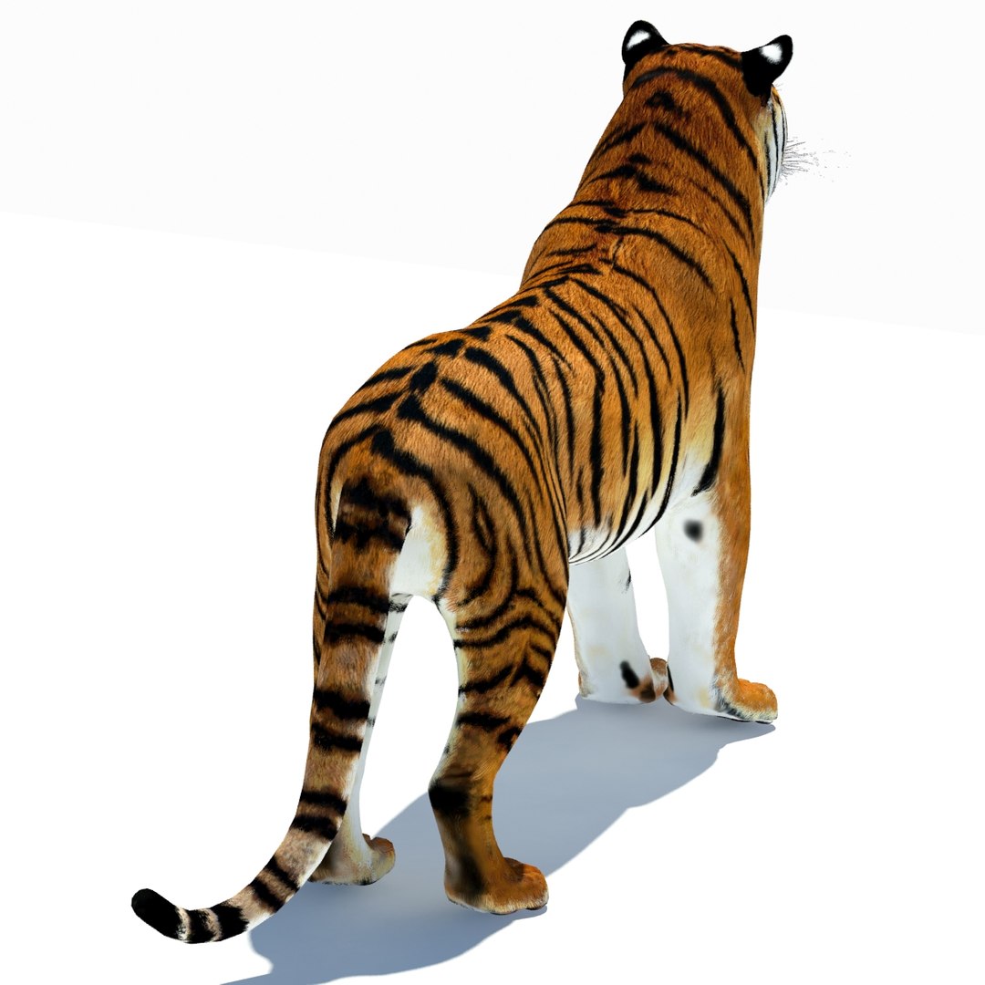 Tiger Animated 3D Model Fur Two Colors