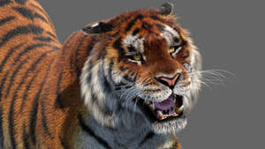 Close-up of a tiger with an open mouth on a gray background Thumbnail