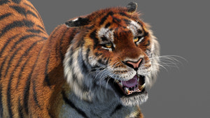 Close-up of a tiger with an open mouth on a gray background Thumbnail