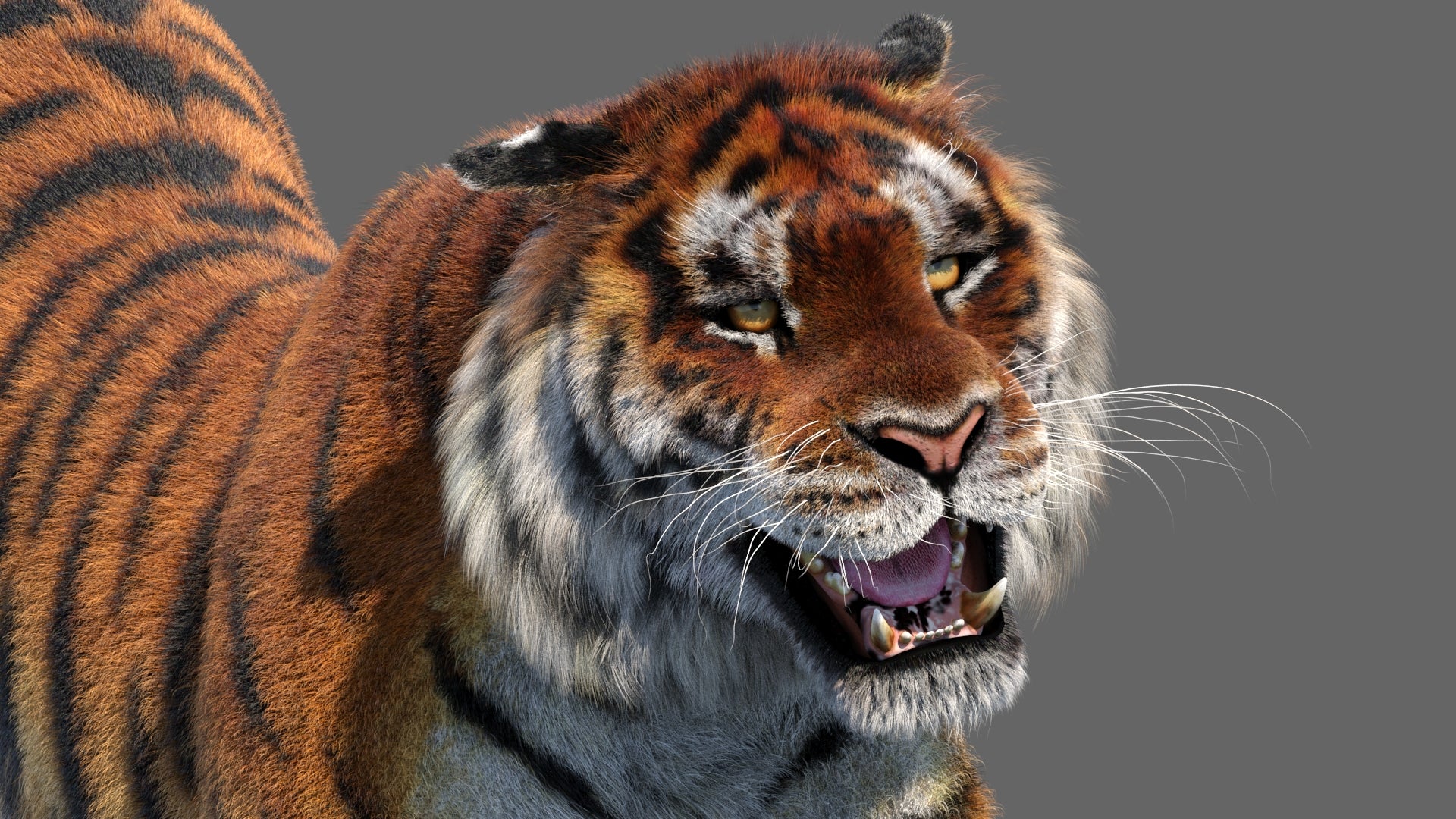 Close-up of a tiger with an open mouth on a gray background