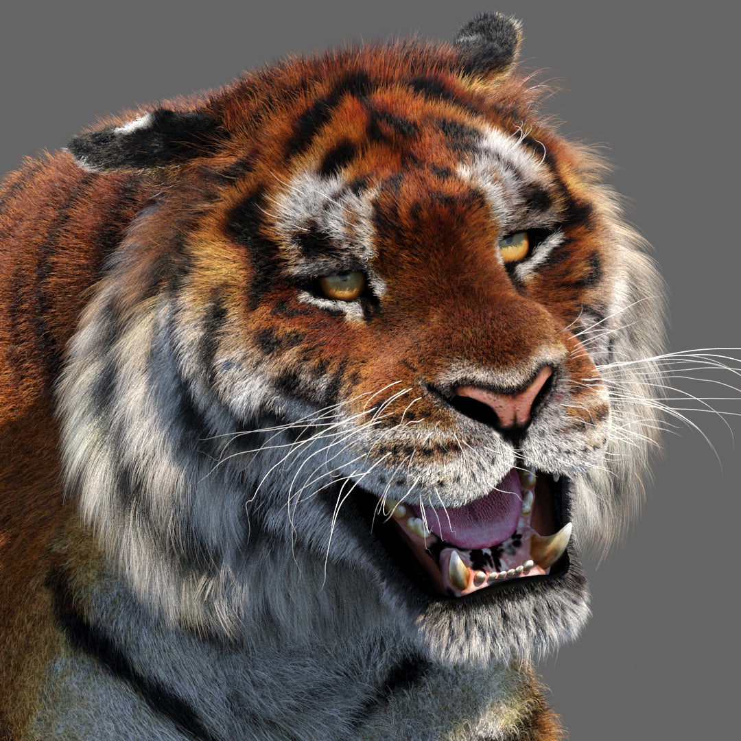 Close-up of a tiger's face with an open mouth on a gray background