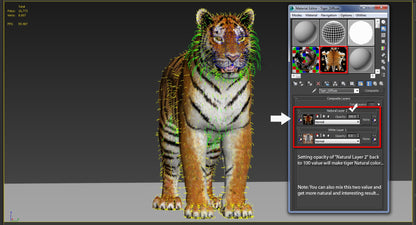 Tiger Animated 3D Model Fur Two Colors
