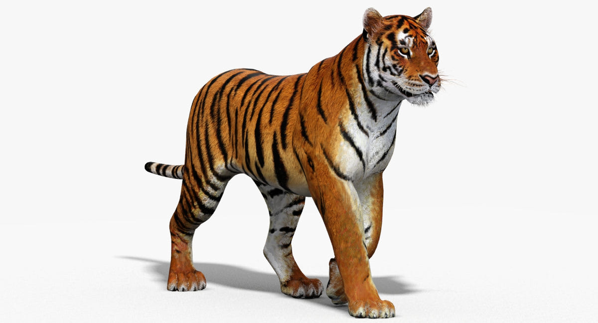 Big Cats 3D Model Animated