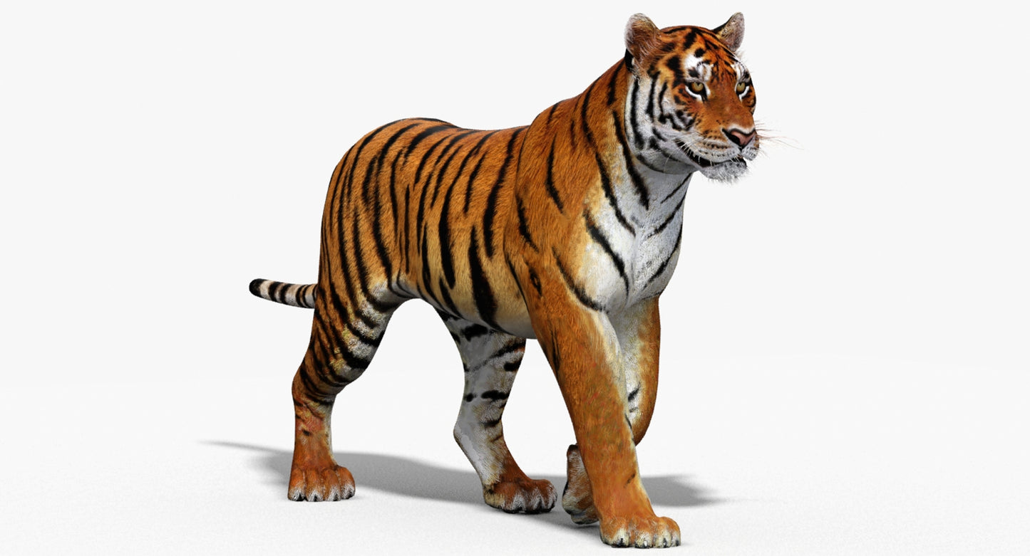 Big Cats 3D Model Animated