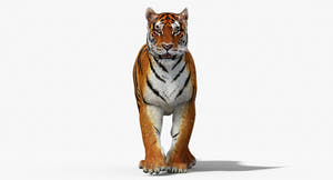 Big Cats 3D Model Animated Thumbnail