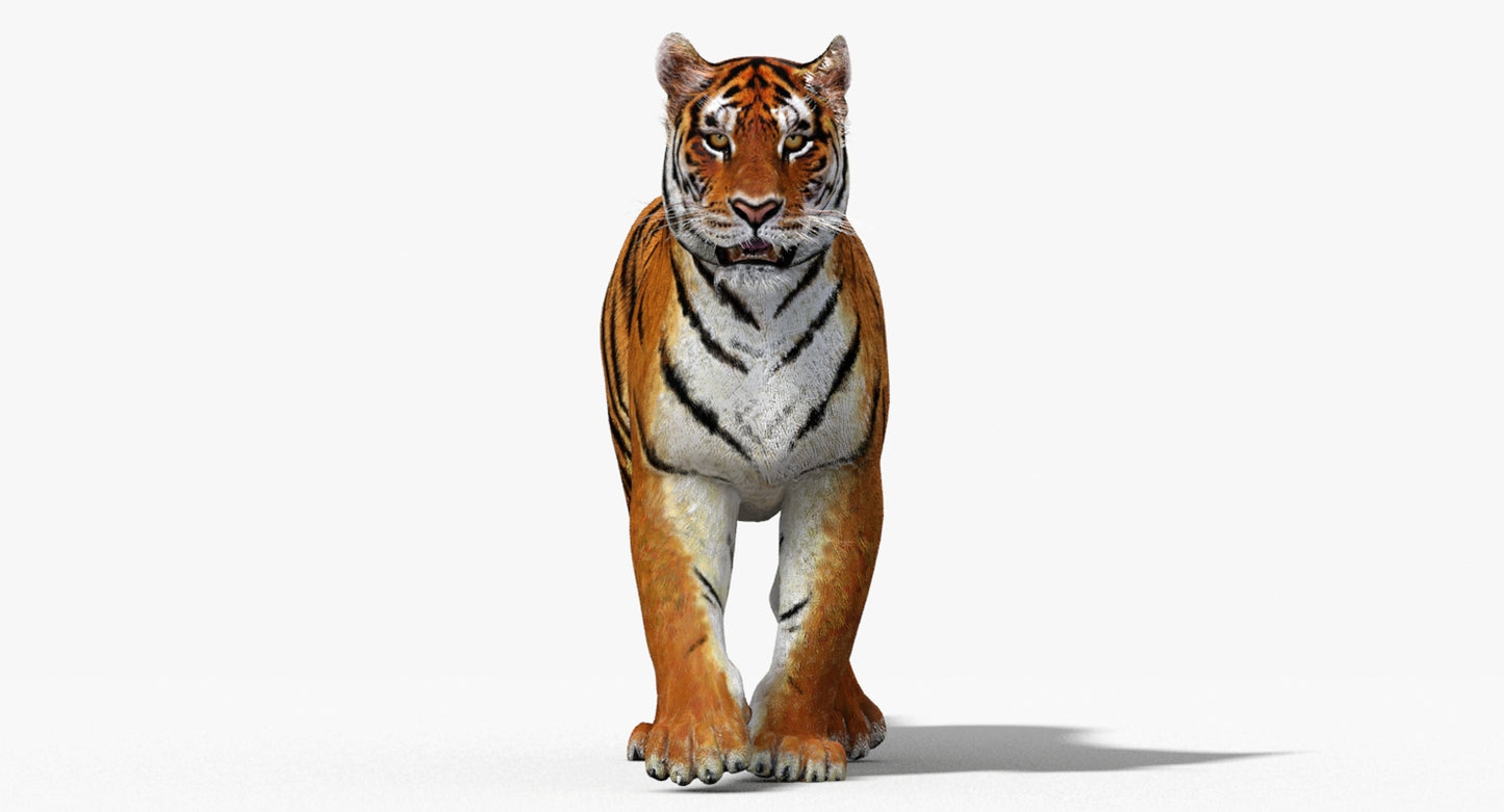 Big Cats 3D Model Animated