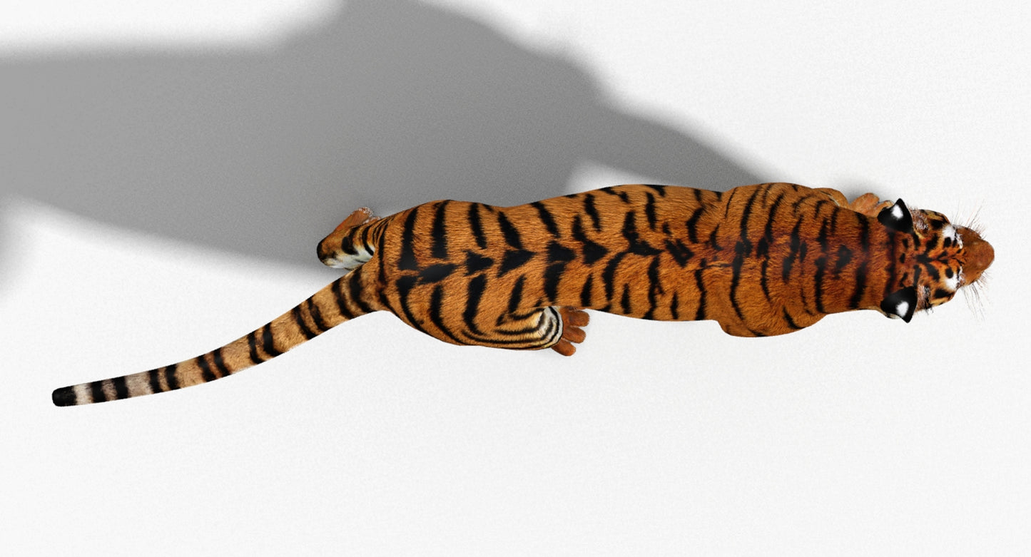 Big Cats 3D Model Animated