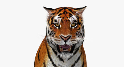 Big Cats 3D Model Animated