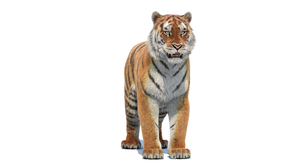 Siberian Tiger 3D Model - Hair and Fur - 360 Degree View