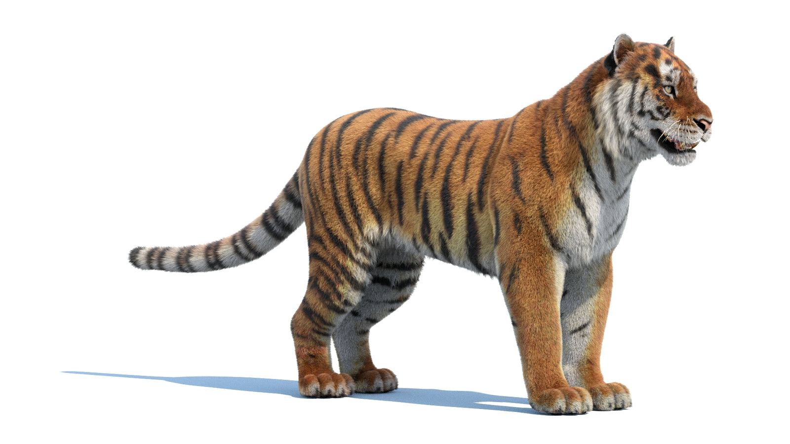 Siberian Tiger 3D Model Fur 360° view 1 frame 5