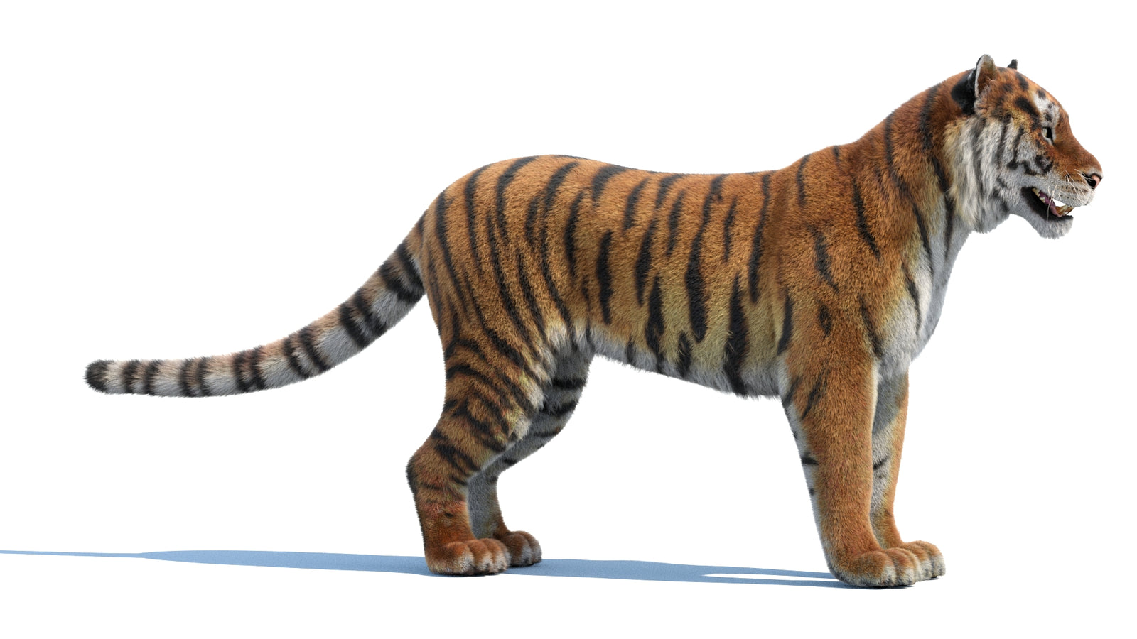 Siberian Tiger 3D Model Fur 360° view 1 frame 7