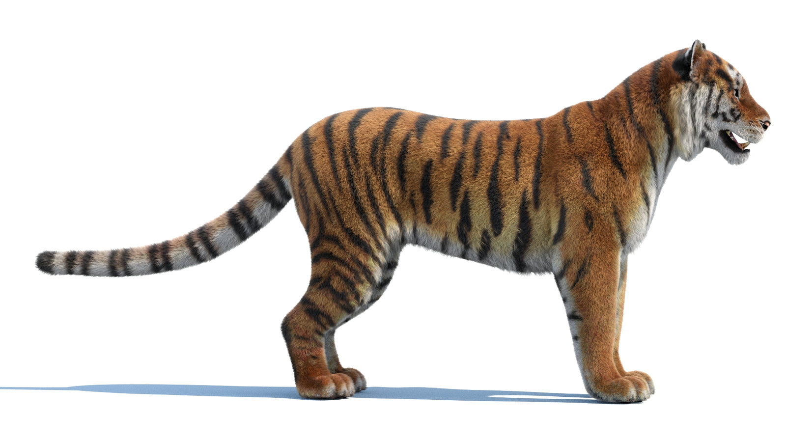Siberian Tiger 3D Model Fur 360° view 1 frame 8