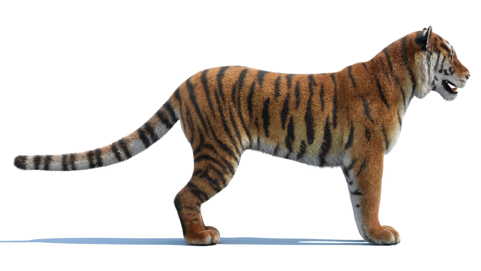 Siberian Tiger 3D Model Fur 360° view 1 frame 9