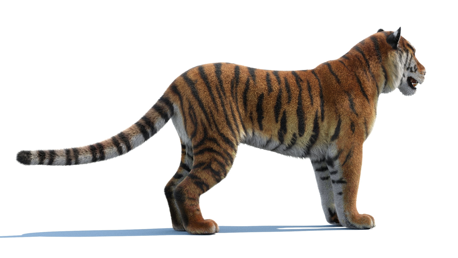 Siberian Tiger 3D Model Fur 360° view 1 frame 11