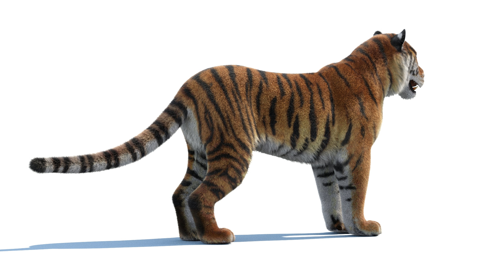 Siberian Tiger 3D Model Fur 360° view 1 frame 12