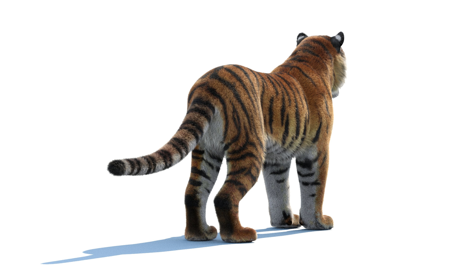 Siberian Tiger 3D Model Fur 360° view 1 frame 15