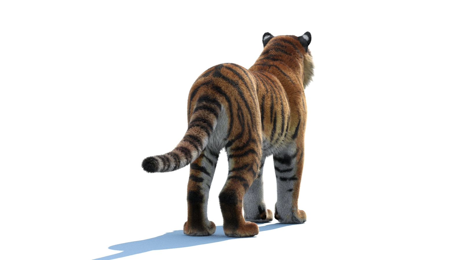Siberian Tiger 3D Model Fur 360° view 1 frame 16
