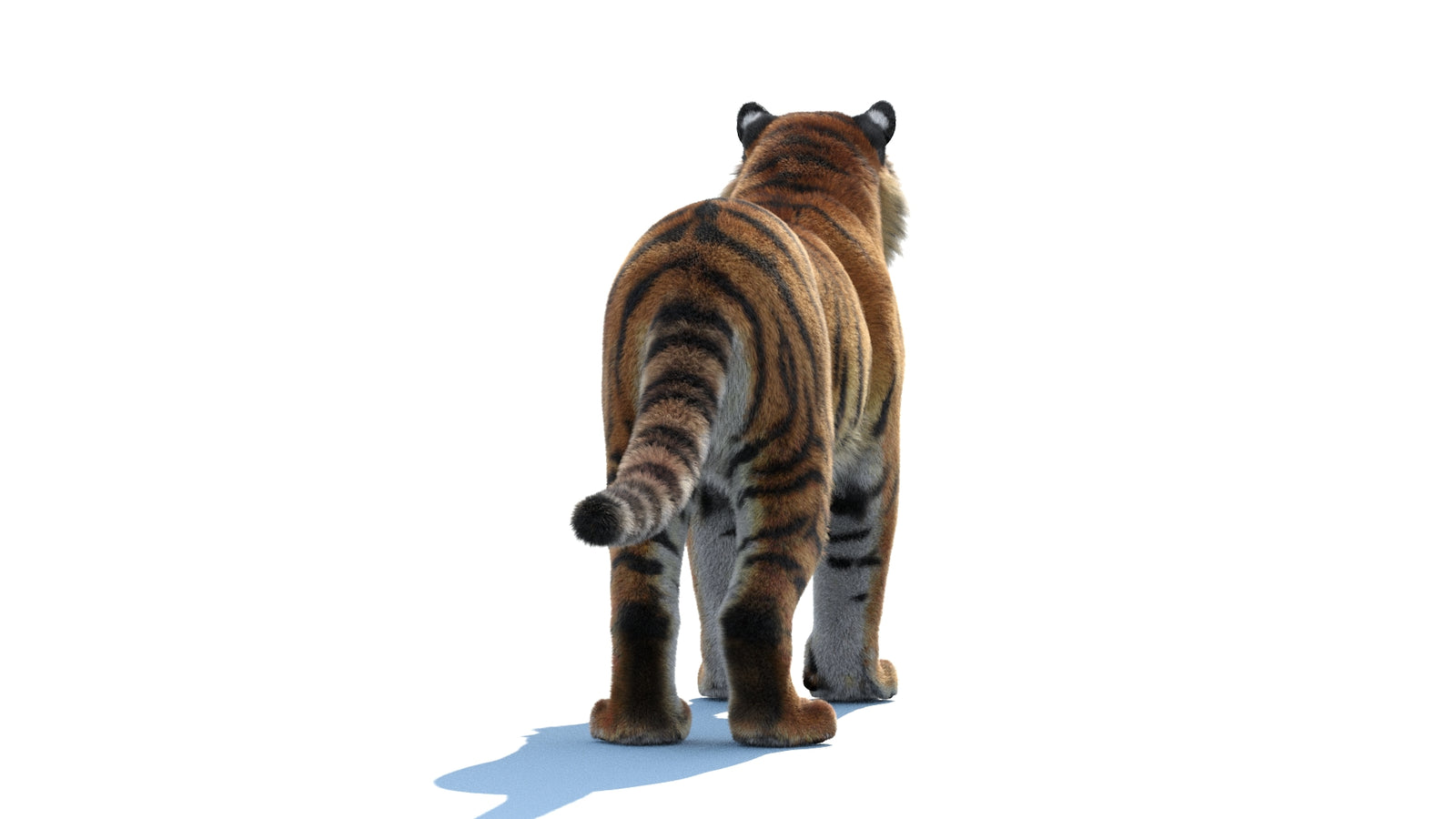 Siberian Tiger 3D Model Fur 360° view 1 frame 17