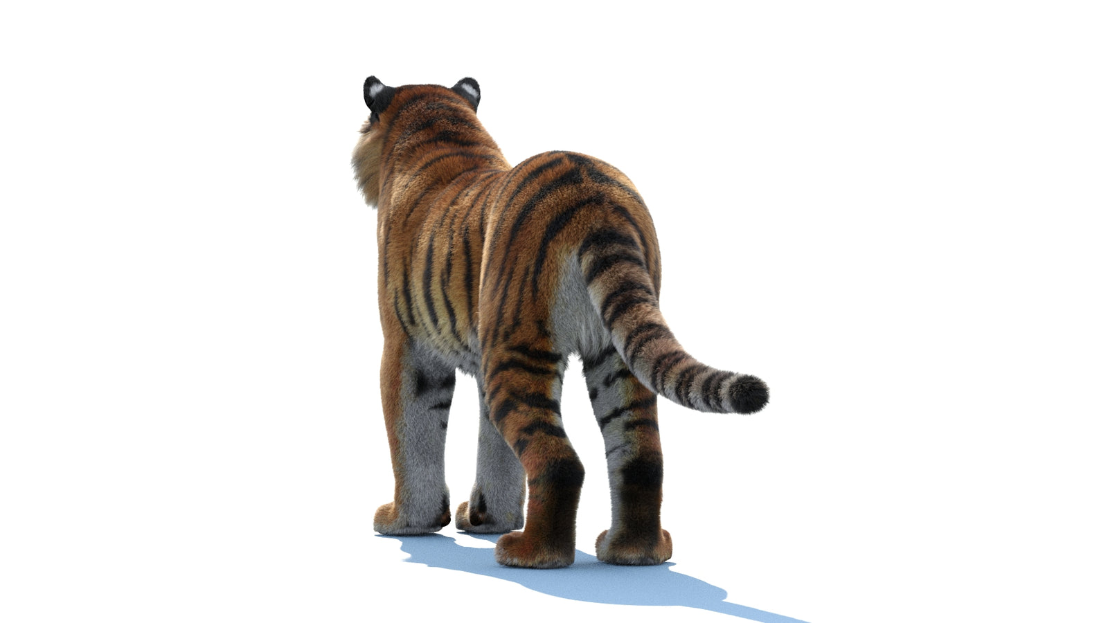 Siberian Tiger 3D Model Fur 360° view 1 frame 20