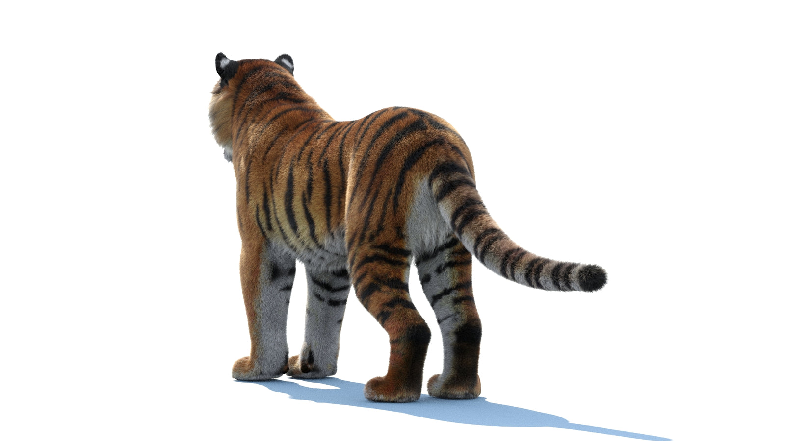 Siberian Tiger 3D Model Fur 360° view 1 frame 21