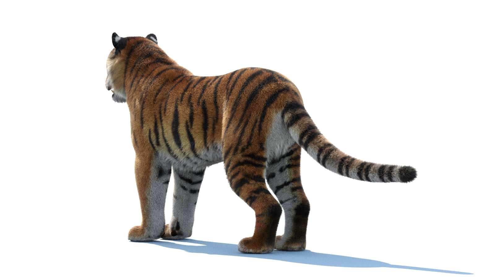 Siberian Tiger 3D Model Fur 360° view 1 frame 22