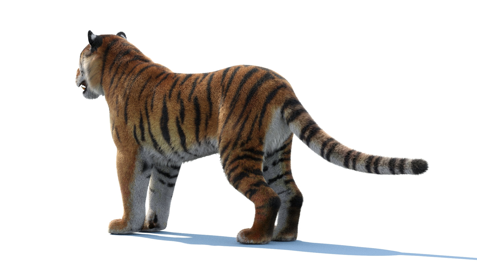 Siberian Tiger 3D Model Fur 360° view 1 frame 23