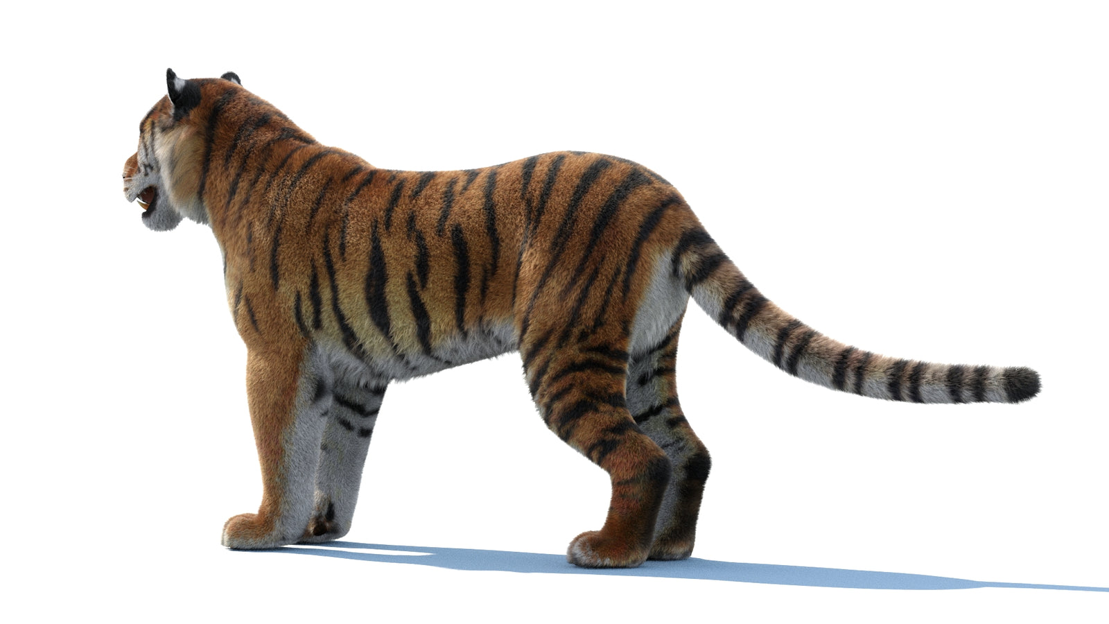 Siberian Tiger 3D Model Fur 360° view 1 frame 24